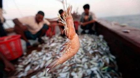 Annual shrimp farming expected to reach 52,000 tons by March 2021
